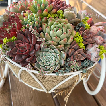 多肉植物 | YACHI☆FORNIA-FARM