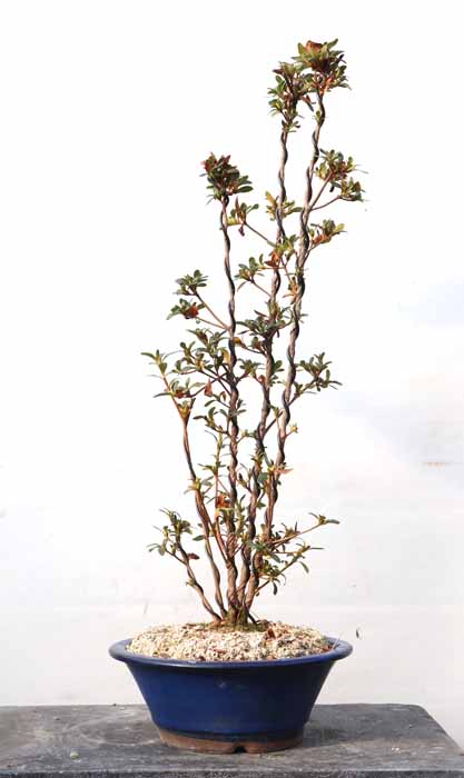 幹周 7cm未満 : ヤマカ園芸, 皐月販売