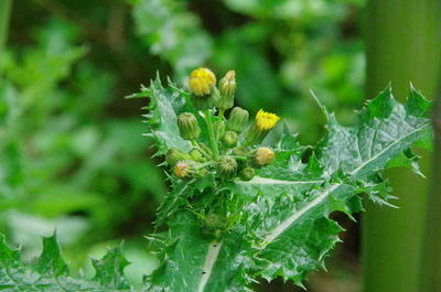 巨大化した「タンポポ」なのか？・・・そんなわけはないか？: らんばら