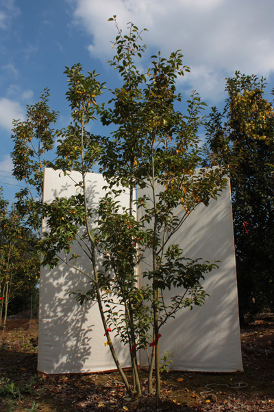 ソヨゴ（雌株、雌雄同株）掲載 2014/11/29 | 八進緑産株式会社