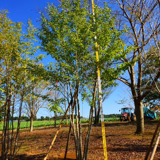 アオハダ株立4.0～5.0m | 八進緑産株式会社