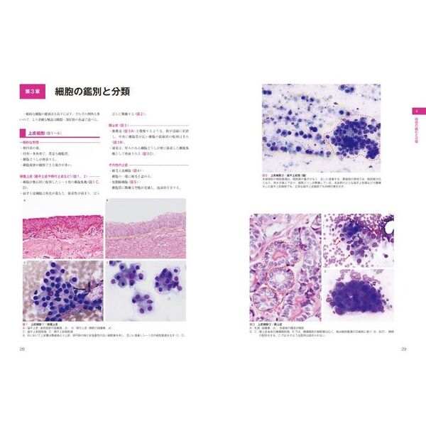 犬と猫の実践細胞診アトラス 通販｜セブンネットショッピング