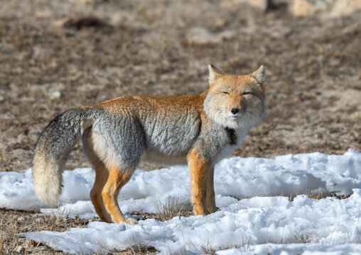 Tibetan Fox