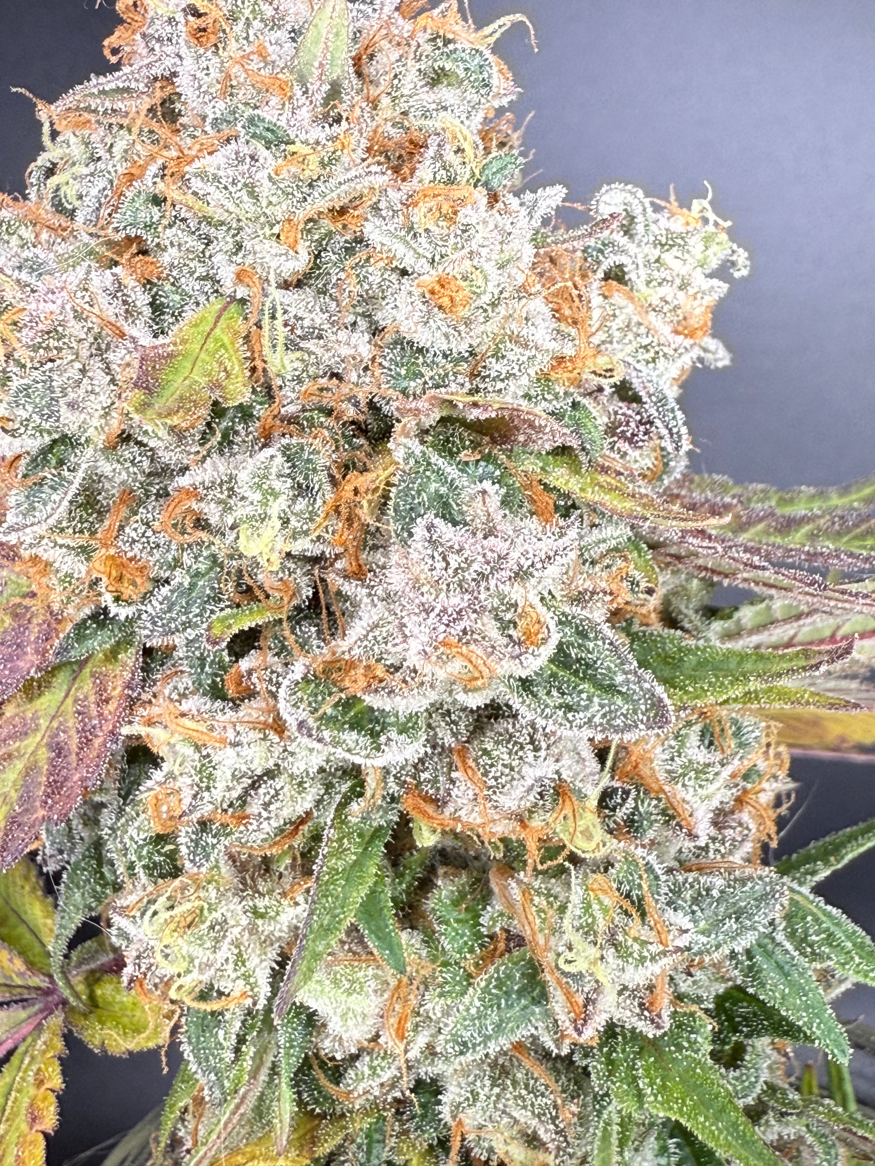 Paradise Surprise - (Whitethorn Rose x Paradise Punch) - Fems