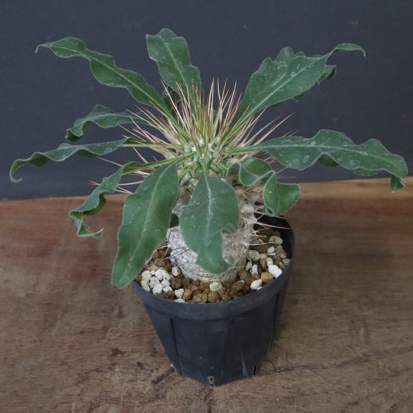 P.ナマクアナム 光堂（実生）14 – TaiShoDo ONLINE SHOP