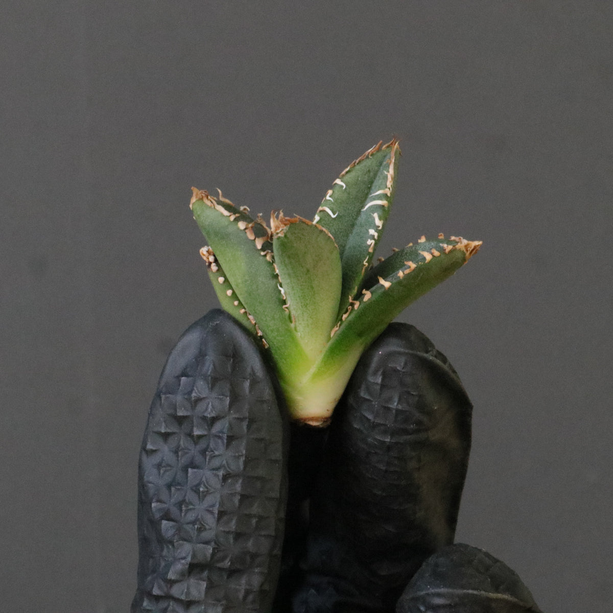 アガベ – TaiShoDo ONLINE SHOP