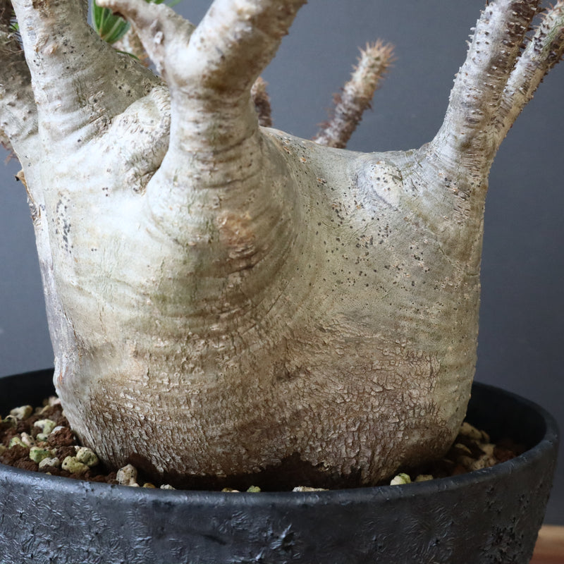 中川智治陶器鉢】P.グラキリス 215【綴化】 – TaiShoDo ONLINE SHOP