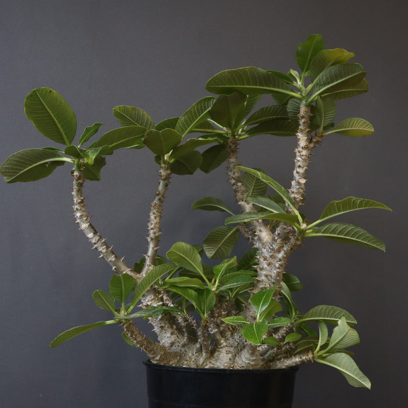 P・ウィンゾリー （実生） 75 – TaiShoDo ONLINE SHOP