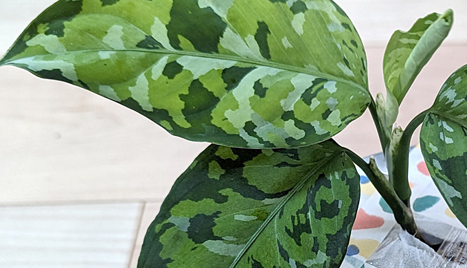 アグラオネマ ピクタム アンダマンの成長記録 #1 | みずみどり