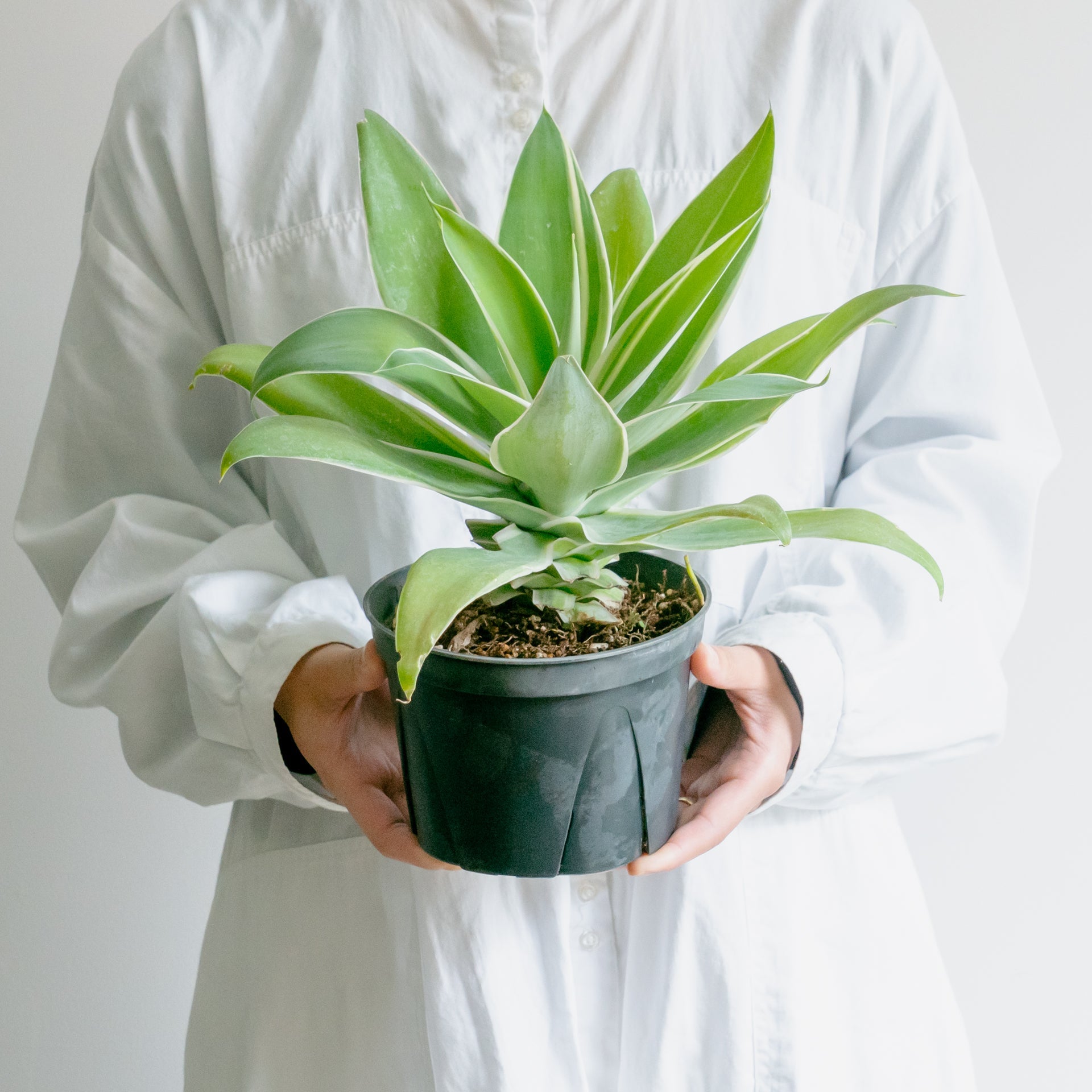 アガベ アテナータならFlower&Plants tette │「手から手へ、想いを