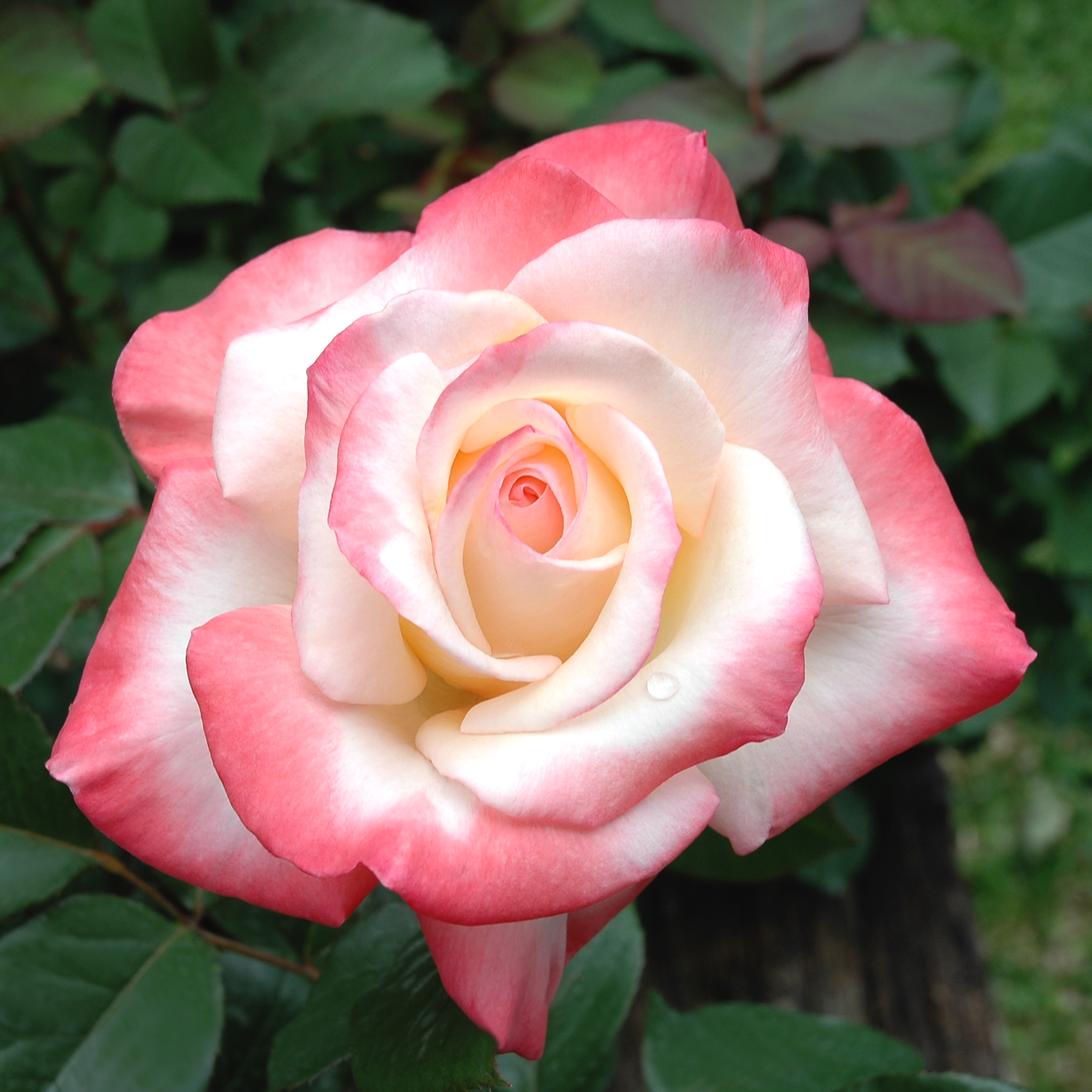 May 2018: Gemini – Texas Rose Lady