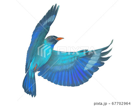 リアルタッチの羽ばたくブッポウソウのイラスト素材 [67702964] - PIXTA