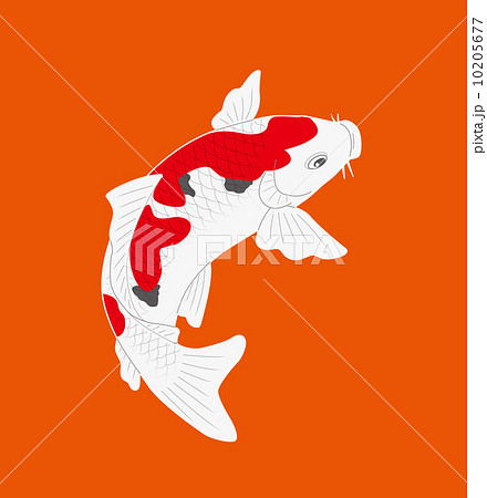 鯉 錦鯉 イラストのイラスト素材 [10205677] - PIXTA