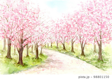 桜並木の水彩画のイラスト素材 [98801150] - PIXTA