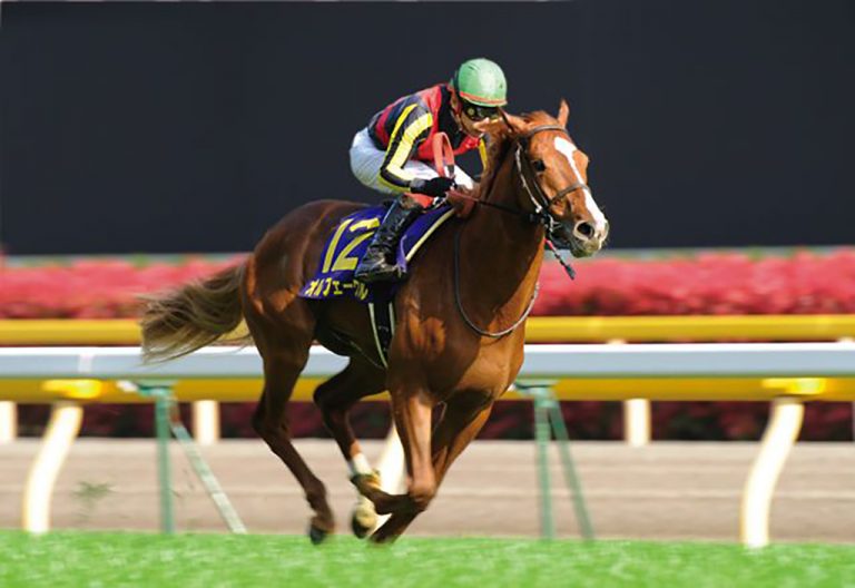 オルフェーヴル引退記念ポストカードセット リニューアル入荷待ち