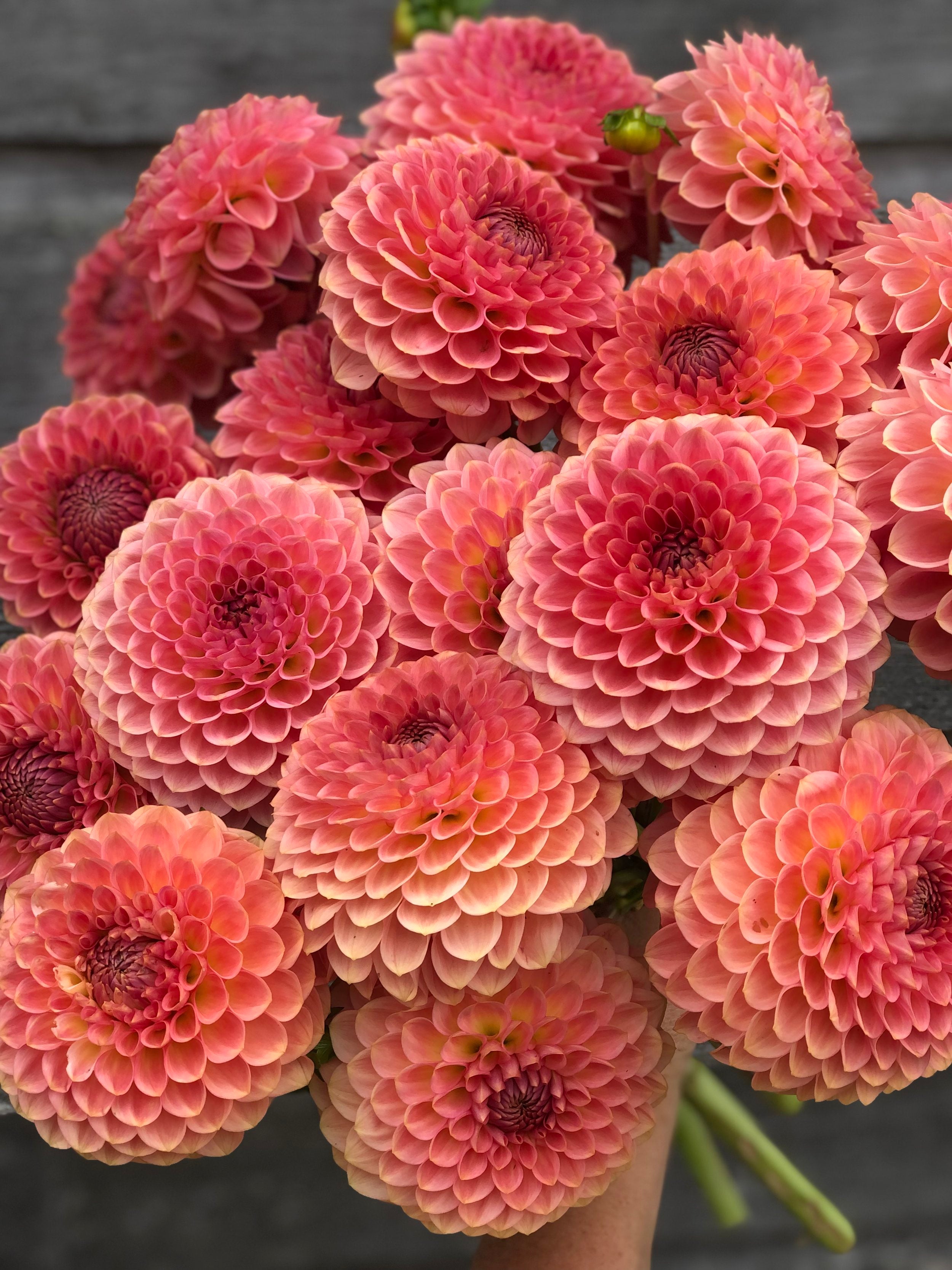 20th Avenue Softer Peach – The Farmhouse Flower Farm