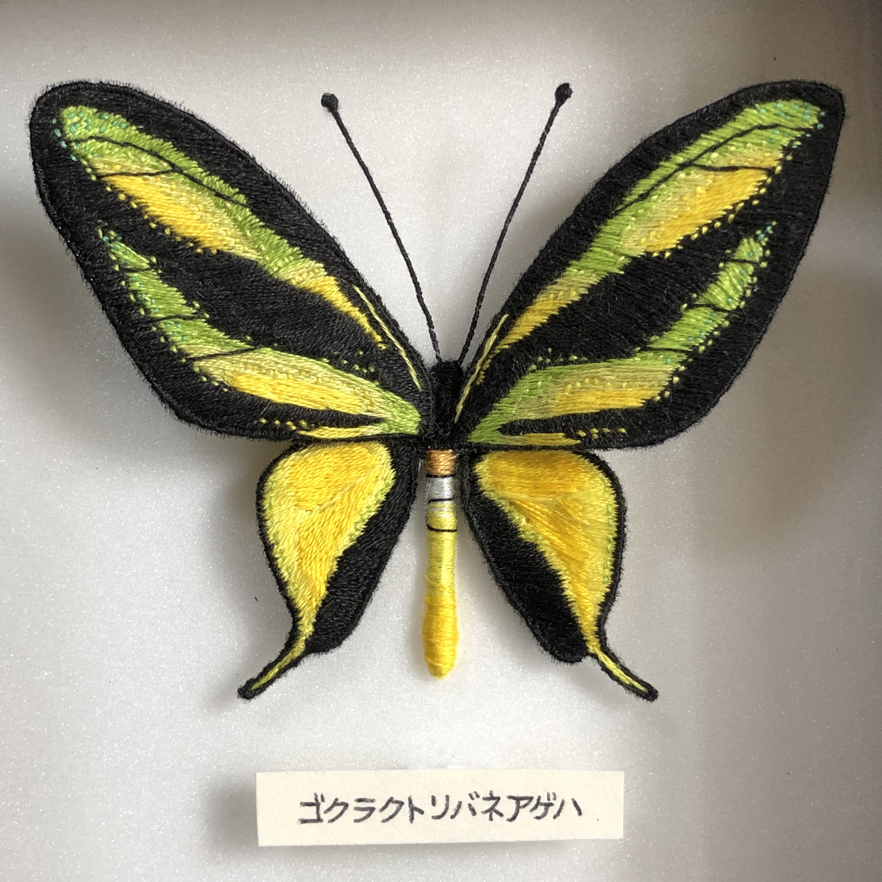 ゴクラクトリバネアゲハ 001 | 刺繍作家くぷらま ｜インテリア絵画