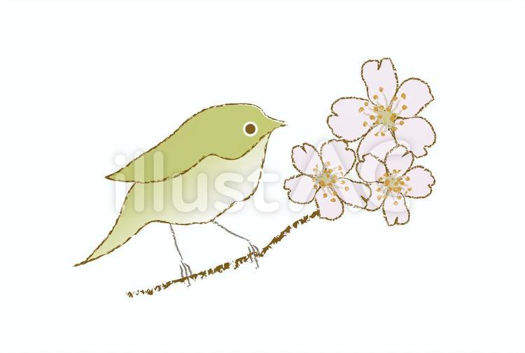ウグイスと桜 線あり 春の挿絵 手描きイラスト - No: 22423150｜無料