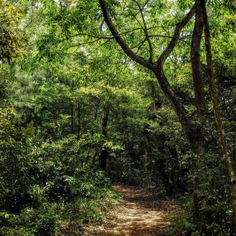 森の小径の写真素材｜写真素材なら「写真AC」無料（フリー）ダウンロードOK