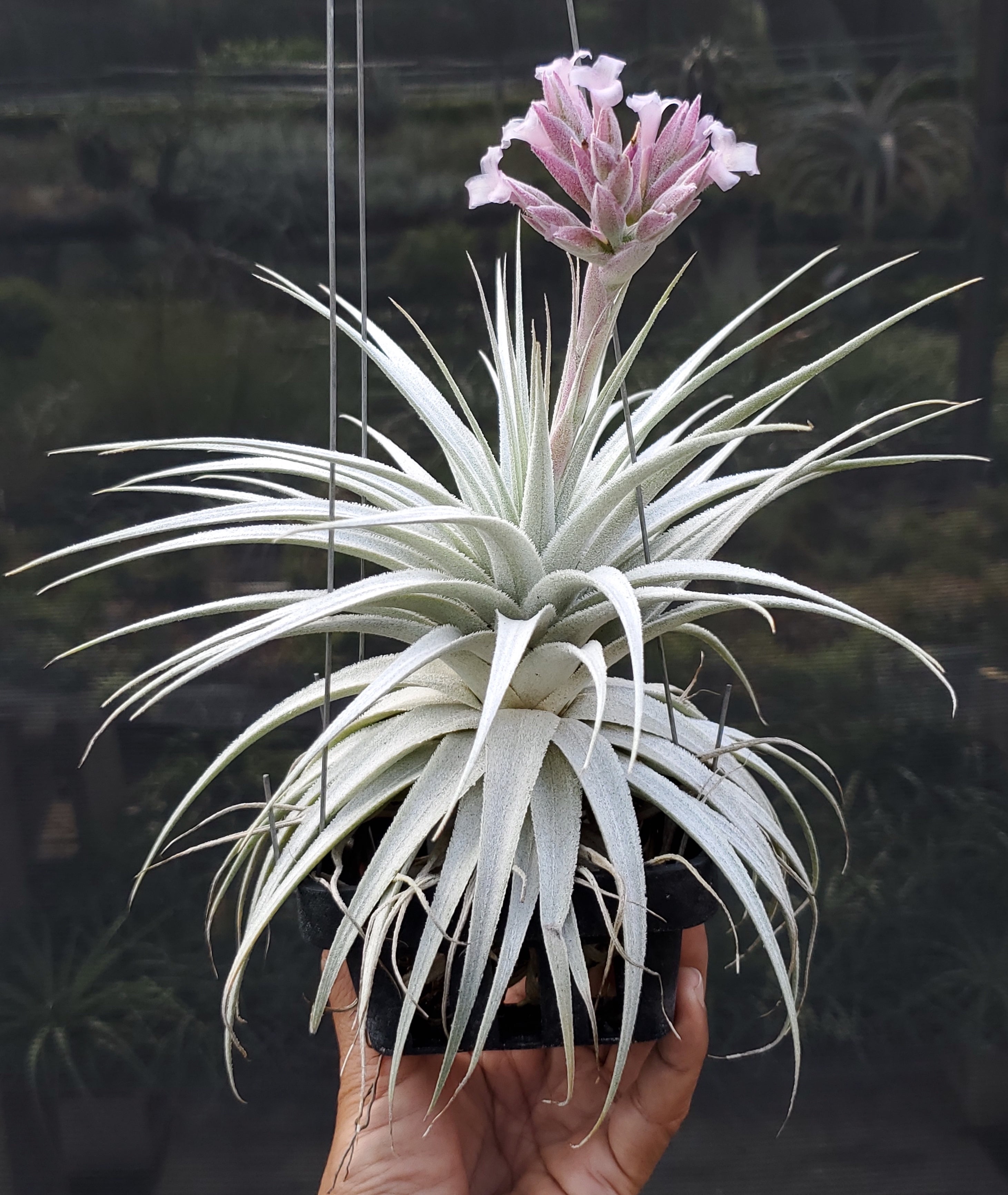 Tillandsia gardneri rupicola. (Light purple flower form
