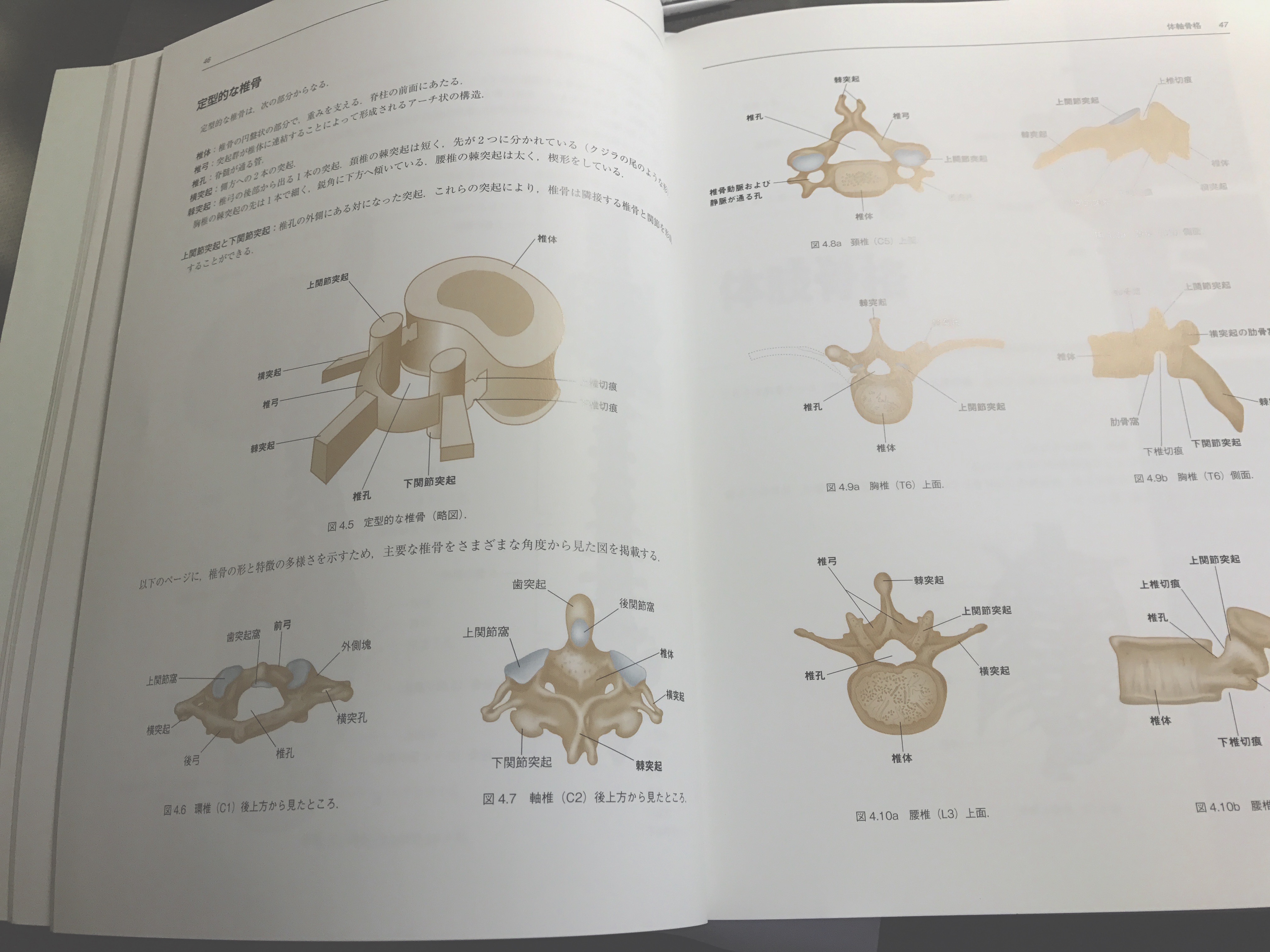 オススメ本】「ムービングボディ 動きとつながりの解剖学」：クリス