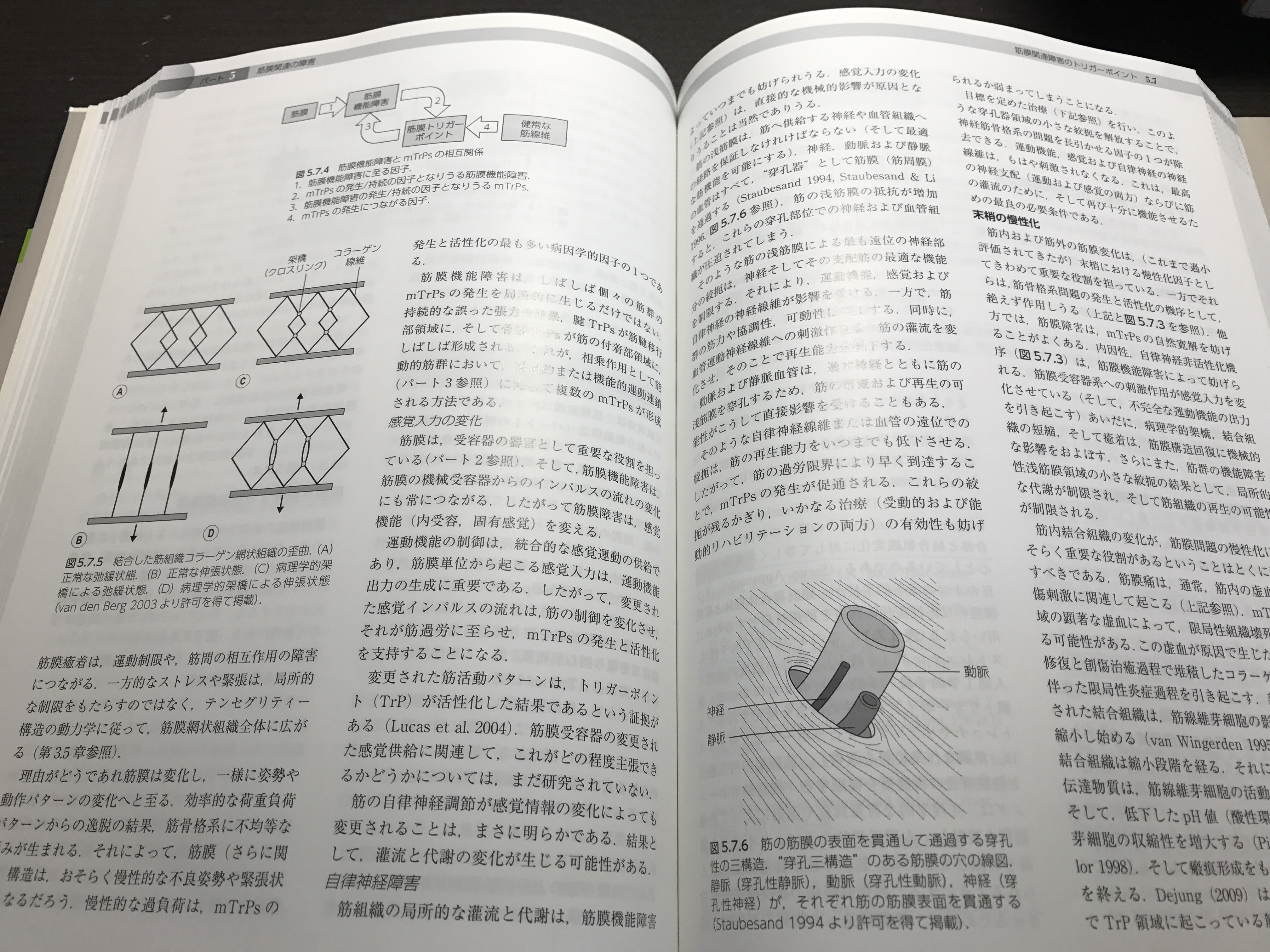 オススメ本】「膜・筋膜-人体の張力ネットワーク」：武井仁→筋膜