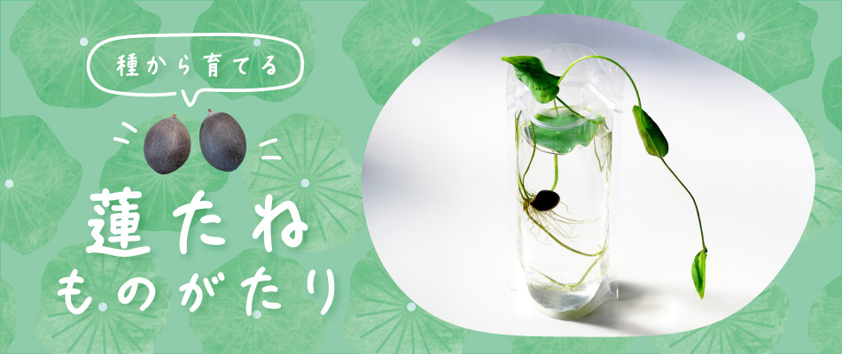 蓮（ハス）の種子の通販（販売） | 杜若園芸WEBショップ｜水草の生産