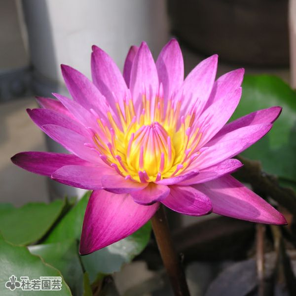 猛暑香る熱帯スイレン特集