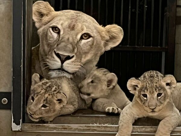 早く会いたい！」ライオンの赤ちゃんの写真や動画、SNSで公開 とくしま