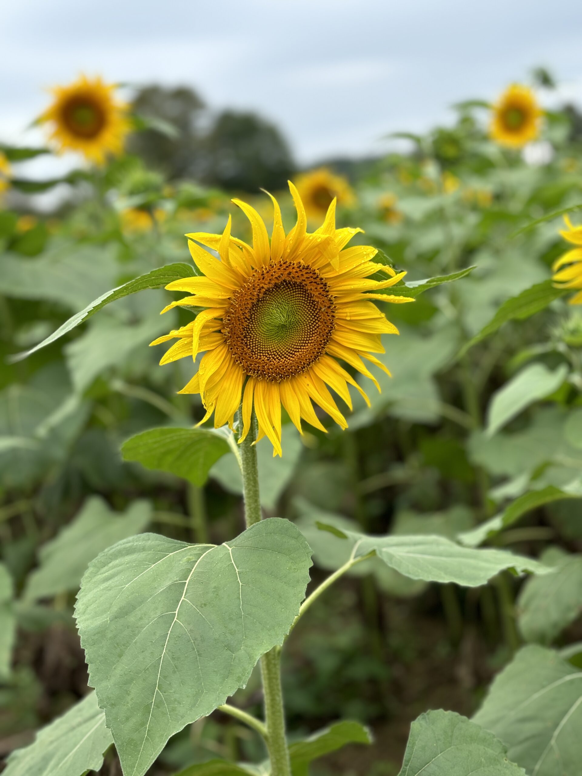 003 【NJの巨大ひまわり畑】Sussex County Sunflower Maze - with my