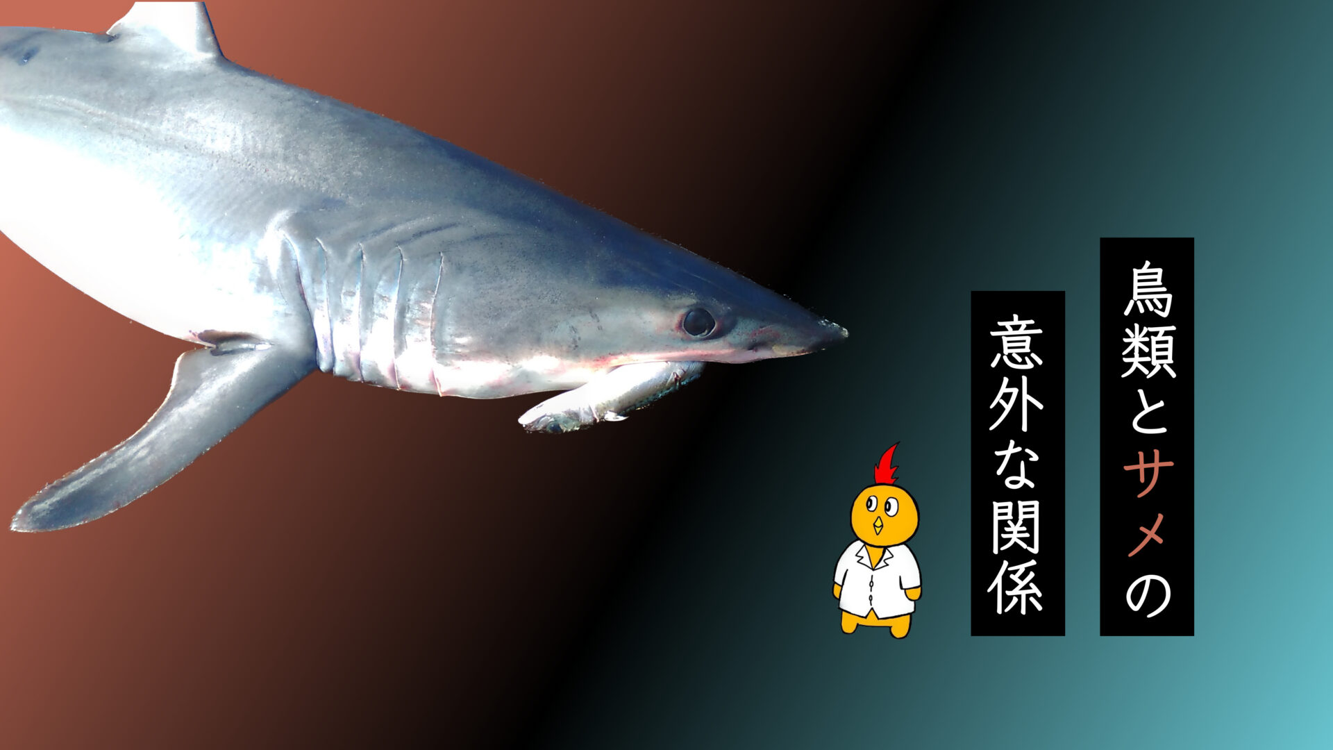 野鳥の天敵】サメは渡り鳥の天敵？実は食べまくっていることが判明