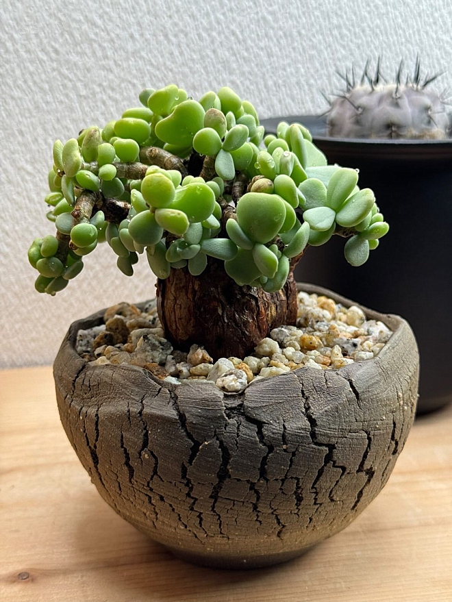 ケラリアピグマエア | 益子焼窯元よこやま