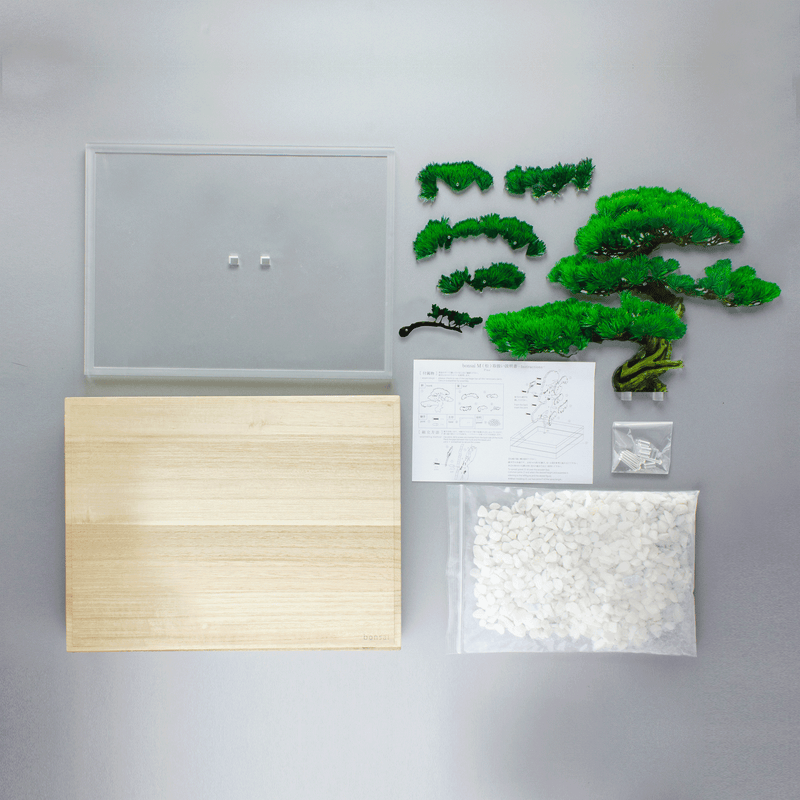 bonsai Mサイズ 松 | toumei online store