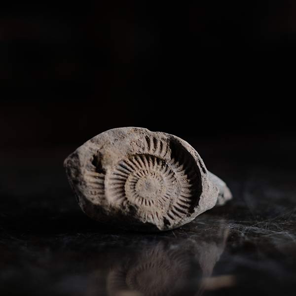 アンモナイトの化石 – zakka store towi