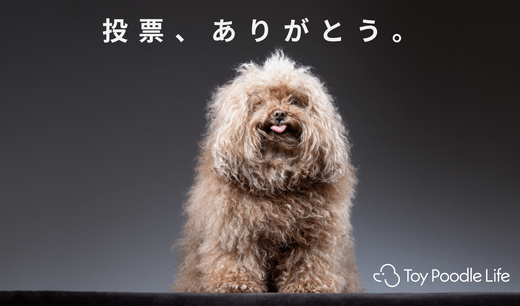 結果発表！】プードル専用フード「THE fu-do(ザ・フード)for プードル