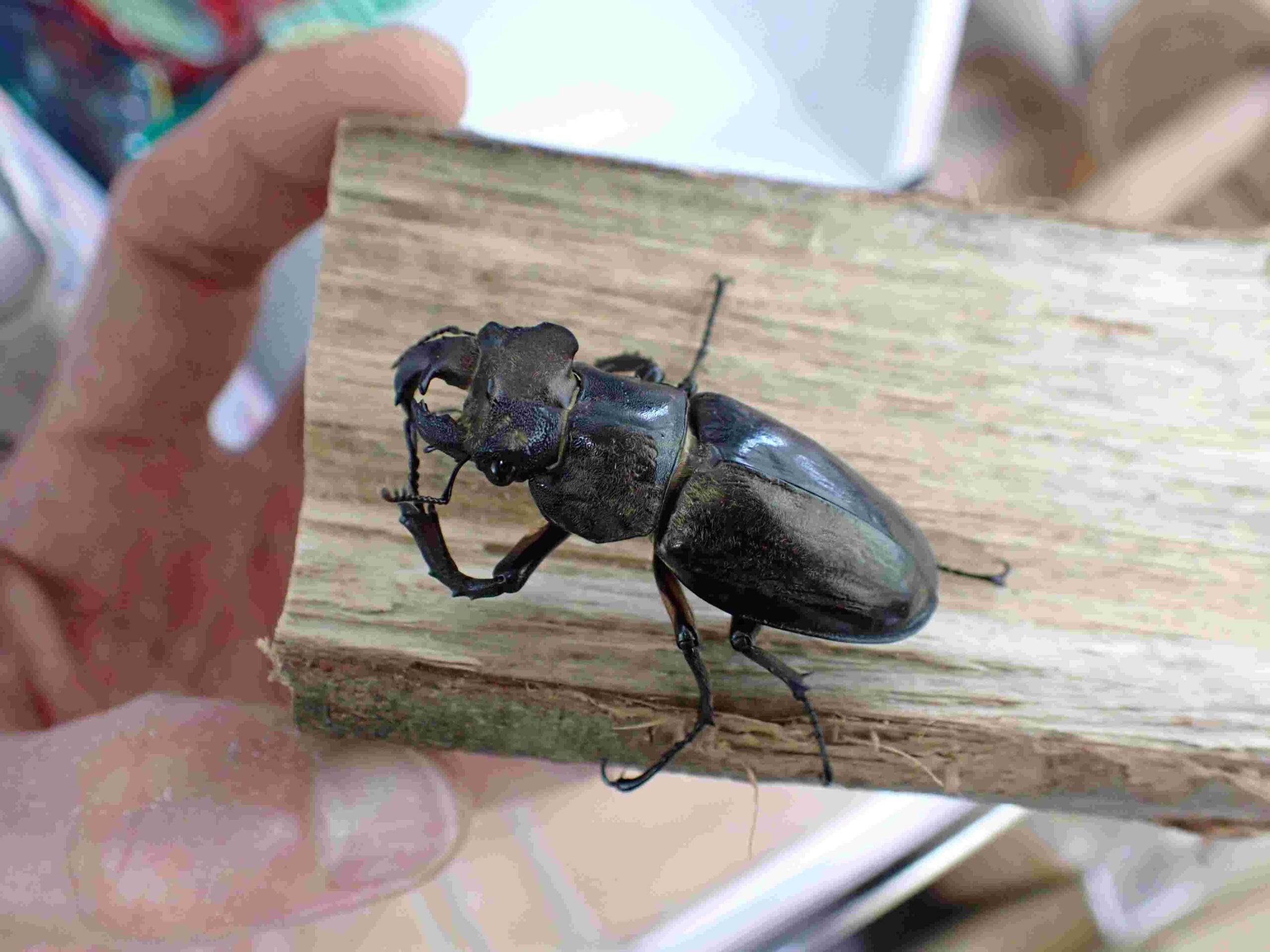 ミヤマクワガタ雌雄モザイク個体を生体展示中（追記：一部ネット