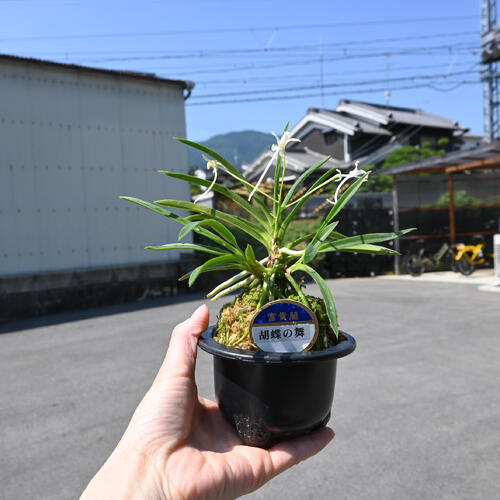 楽天市場】2025年NEW 現品 富貴蘭 胡蝶の舞 鉢植え 風蘭 プラ鉢入り