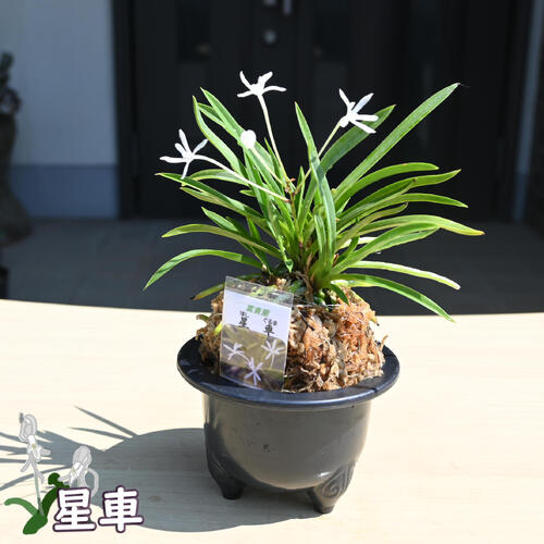 生花 風蘭」の人気商品一覧 | 安い商品を通販サイトから探す - 価格.com