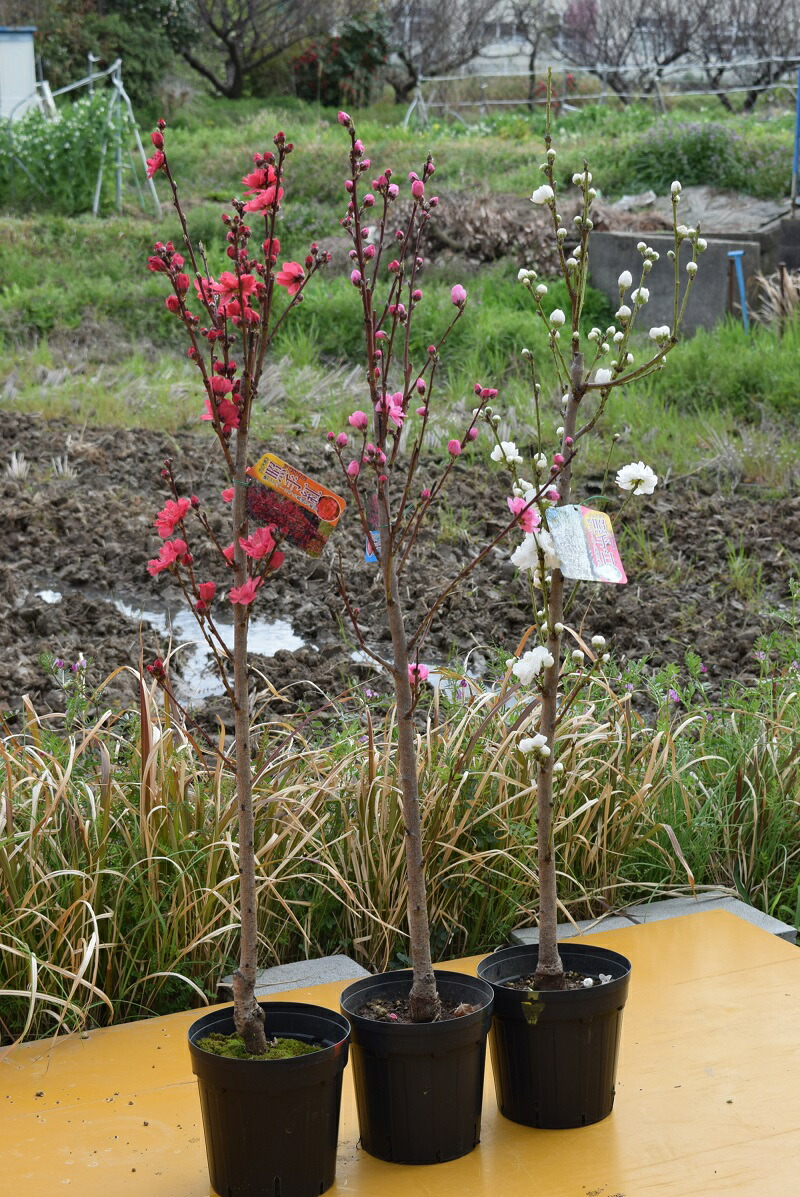 楽天市場】おすすめ3色桃2026年4月中頃～5月開花照手桃苗【照手紅・照