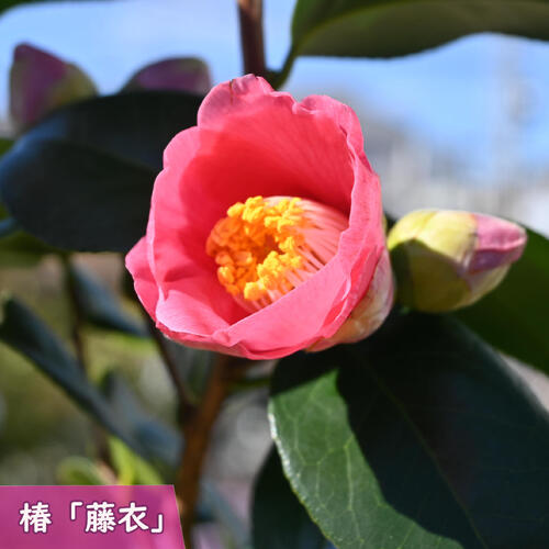 楽天市場】2026年2月～4月開花予定椿苗 藤衣 中輪 一重咲き 庭木