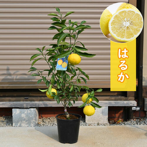 楽天市場】蜜柑のはるか みかん 希少みかんミカン 苗木 ビタミンCは