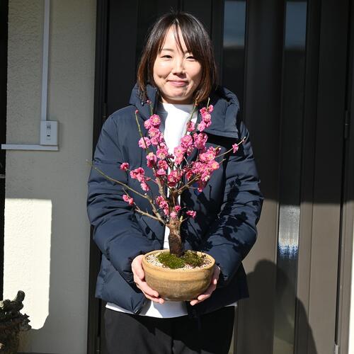 楽天市場】ウメ盆栽【2026年2月開花】八重寒紅梅 鉢植え梅盆栽 紅梅