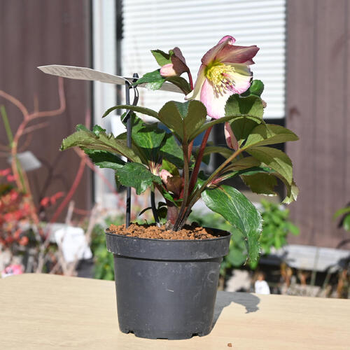 楽天市場】2026年1月開花 クリスマスローズ クリスマスローズ Ice N