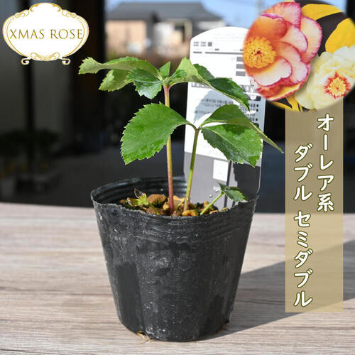楽天市場】2023年新入荷苗 クリスマスローズ オーレア系 ダブル