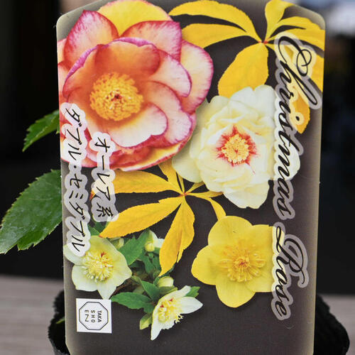 楽天市場】2023年新入荷苗 クリスマスローズ オーレア系 ダブル