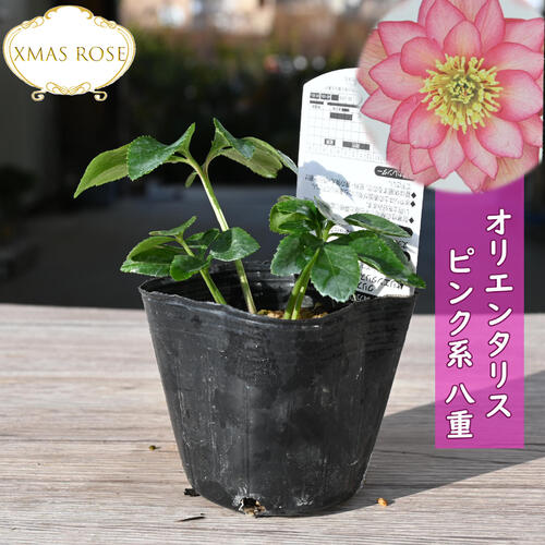 夕映え様ご購入苗㉖-207㉖-244クリスマスローズ 夕映え様ご購入苗㉖