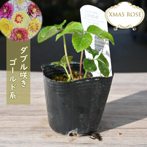 楽天市場】2023年新入荷苗 クリスマスローズ ダブル咲き ゴールド系