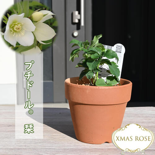 楽天市場】2023年新入荷 クリスマスローズ 鉢植え プチドール栞 しおり