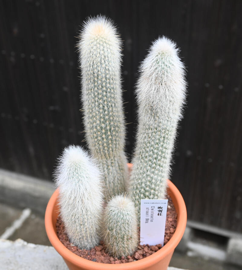 おがわ@読書に挑戦】【現品】サボテン吹雪柱（フブキチュウ）8号白鉢