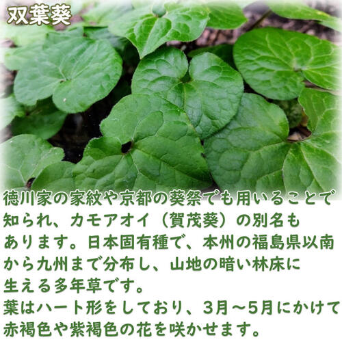 楽天市場】双葉葵 ポット苗 多年草 山野草 フタバアオイ カモアオイ